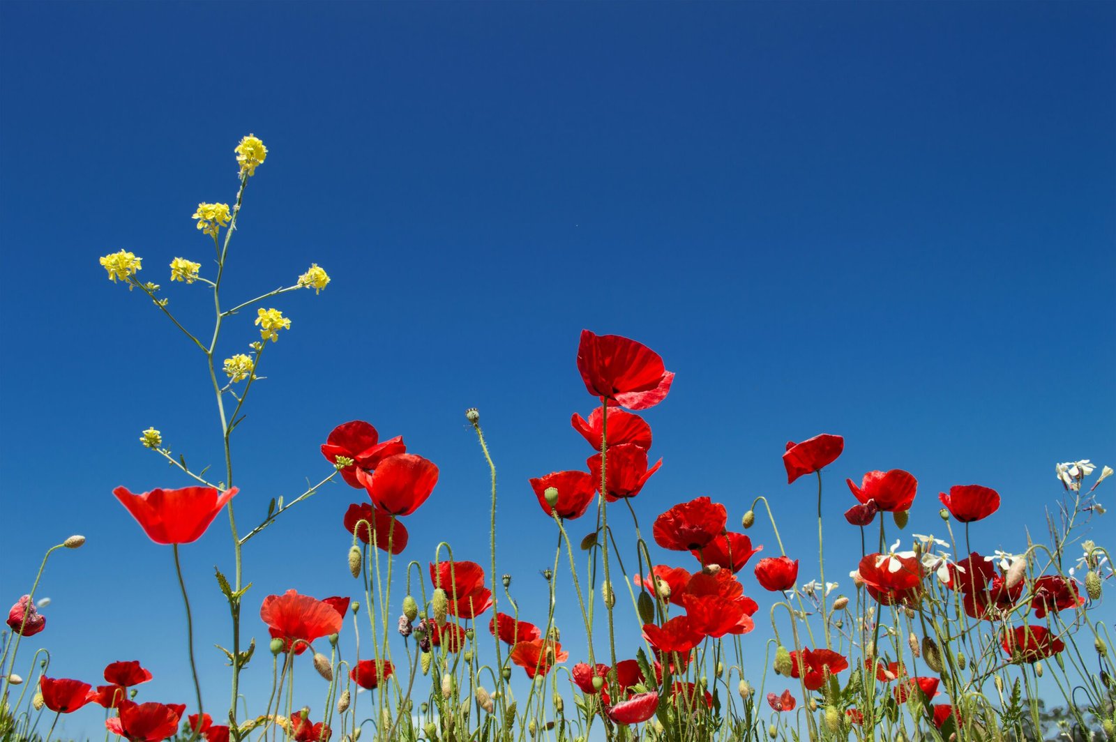 Looking up at bright red poppies against a blue sky—symbolizing the Dopamine Red Carpet Morning strategy for ADHD, where sensory beauty and motivation help you rise with ease