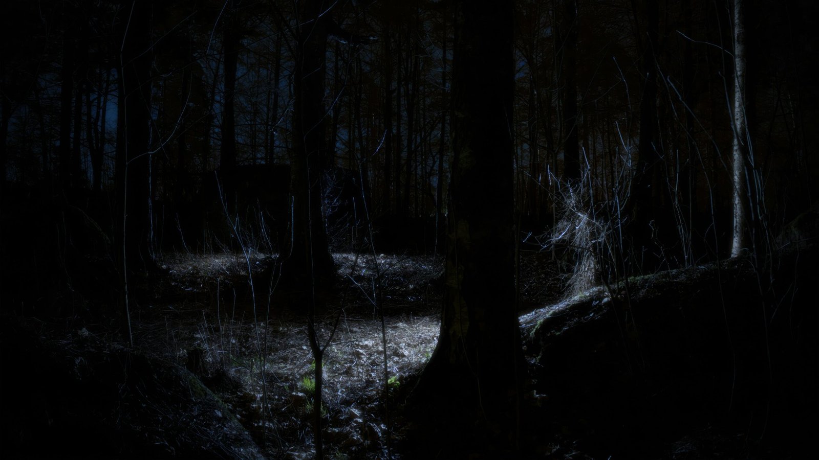 Dark forest with a small clearing faintly lit in the center, surrounded by dense trees and shadows—suggesting hidden danger beyond what’s visible.