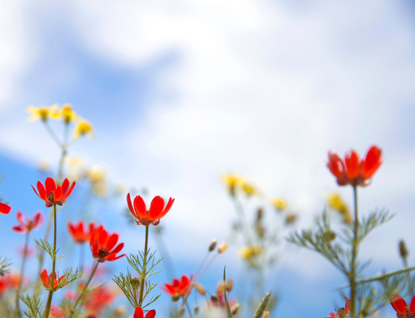 Red wildflowers and blue sky representing a simplified ADHD morning strategy—how to wake up easily using dopamine-friendly sensory cues